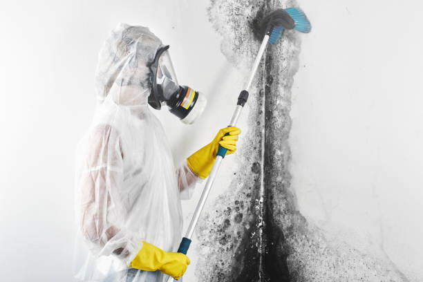 Reliable Solvay, NY Mold Removal Solutions