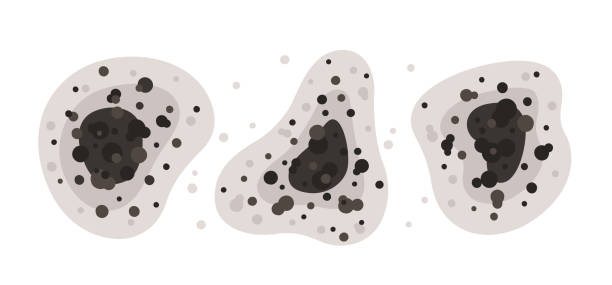 Best Air Quality Testing for Mold Spores  in Solvay, NY