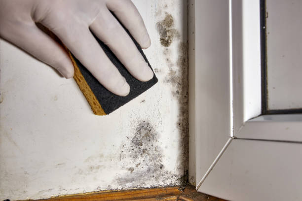 Mold Removal for HVAC Installations in Solvay, NY